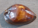 cypraea ZOILA ROSSELLI