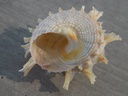 TURBINIDAE  ASTRAEA GIRGYLLUS