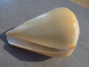 CONIDAE CONUS BETULINUS