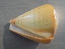 CONIDAE CONUS BETULINUS