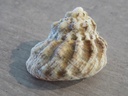 TURBINIDAE LITHOPOMA TUBER