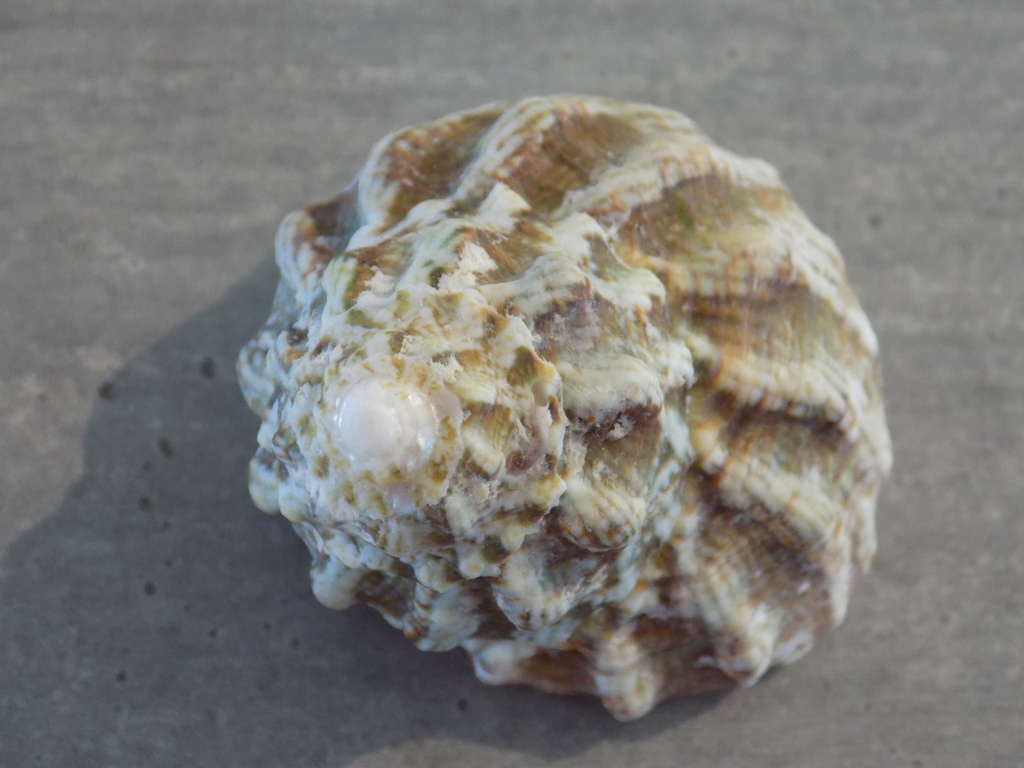 TURBINIDAE LITHOPOMA TUBER