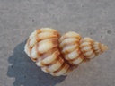 CANCELLARIIDAE SCALTIA MERCODOI