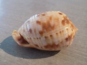 CASSIDAE CYPRAECASSIS TESTICULUS