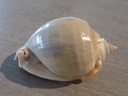 CASSIDAE PHALIUM GLAUCUM