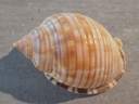 CASSIDAE SEMICASSIS GRANULATA