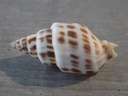 TURRIDAE PUSIONELLA NIFAT