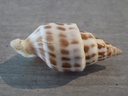 TURRIDAE PUSIONELLA NIFAT