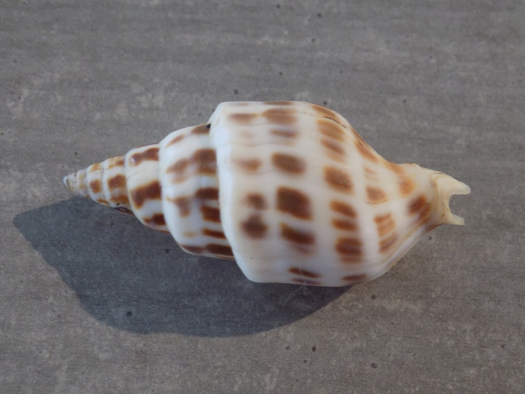 TURRIDAE PUSIONELLA NIFAT