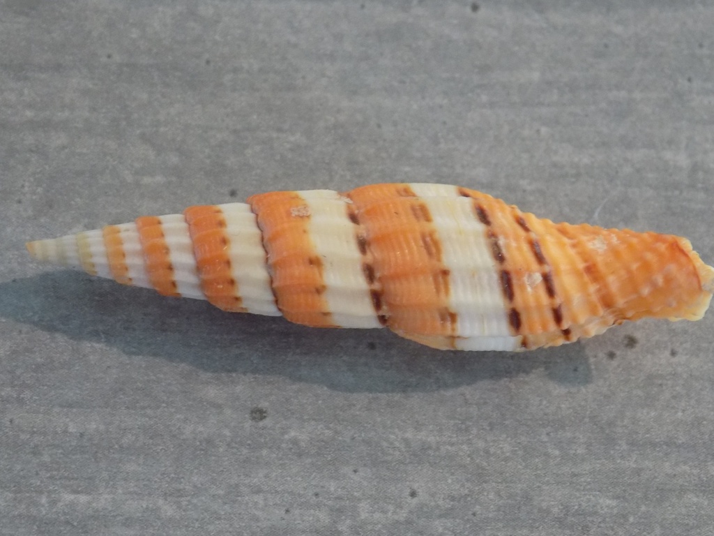 COSTELLARIIDAE VEXILLUM CITRINUM f.Compressa