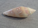 MARGINELLIDAE MARGINELLA PSEUDODESJARDINI