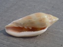 MARGINELLIDAE MARGINELLA PSEUDODESJARDINI