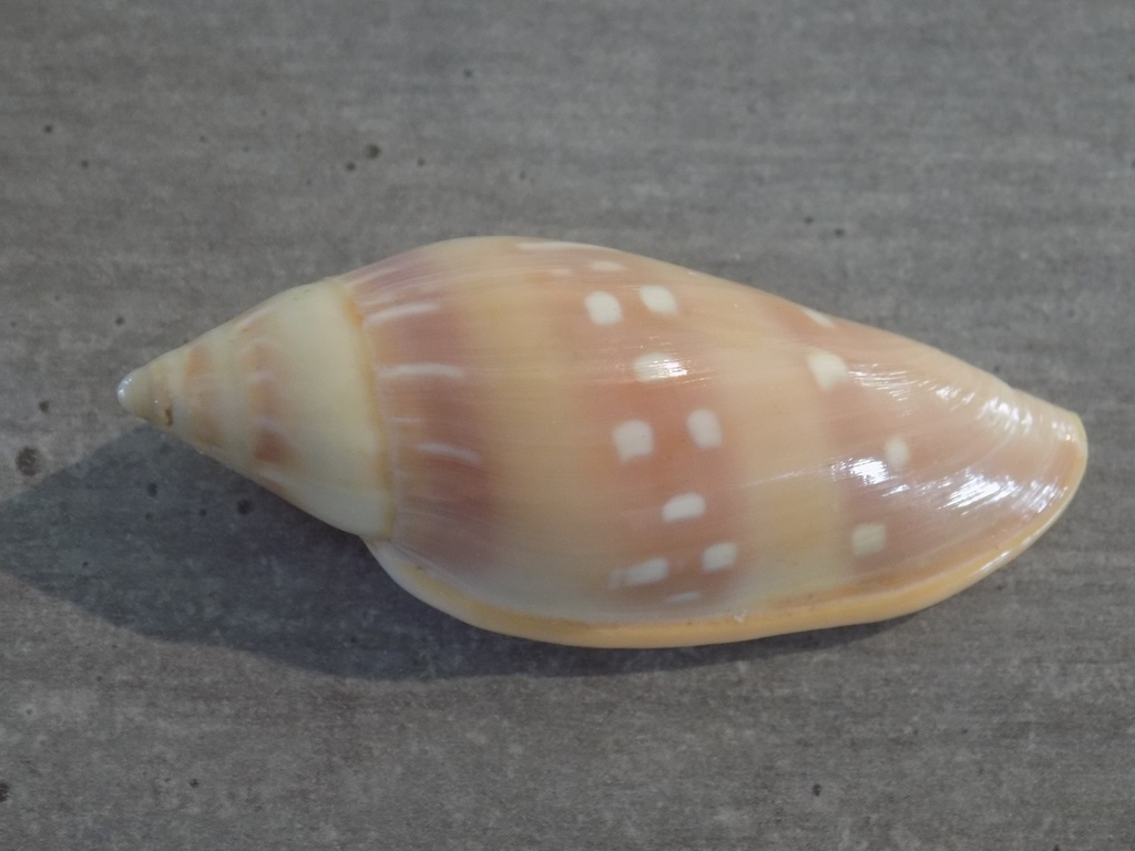 MARGINELLIDAE MARGINELLA PSEUDODESJARDINI