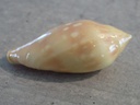 MARGINELLIDAE MARGINELLA DESJARDINI