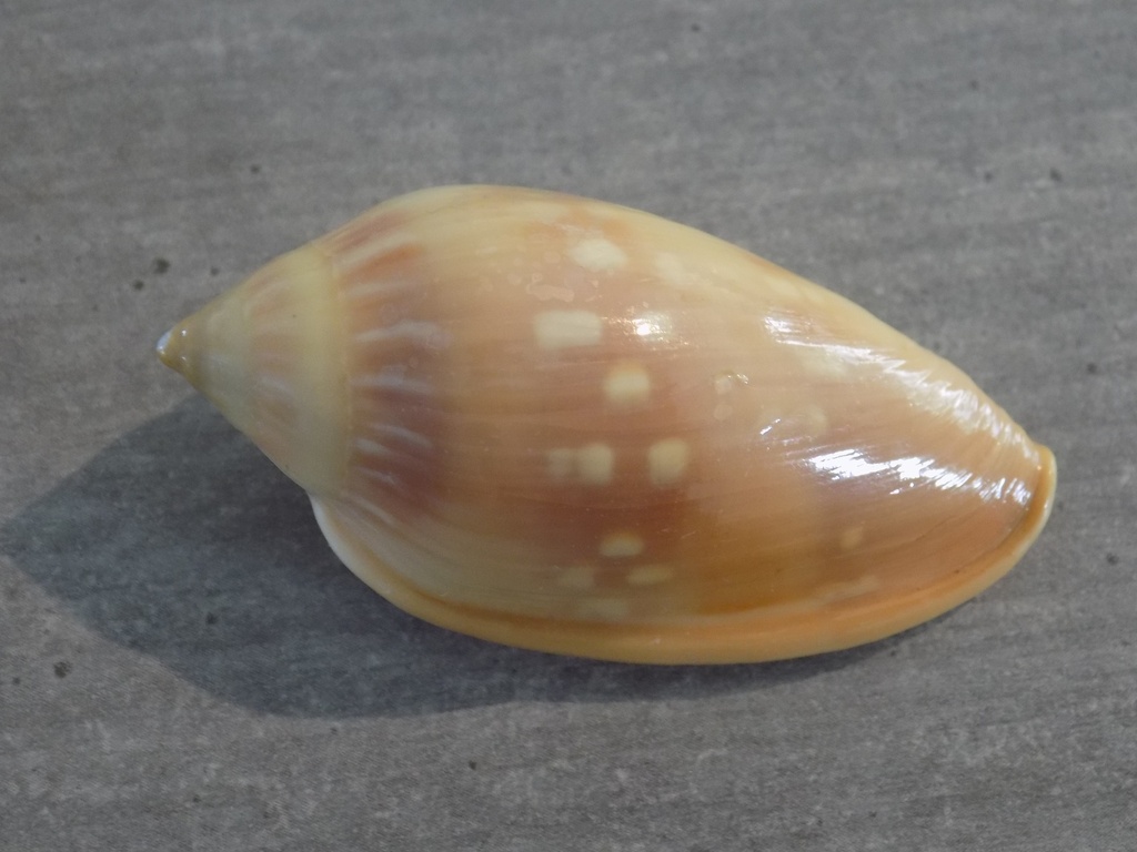 MARGINELLIDAE MARGINELLA DESJARDINI