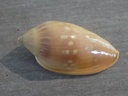 MARGINELLIDAE MARGINELLA DESJARDINI