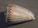 CONIDAE DENDROCONUS SURATENSIS