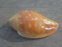 MARGINELLIDAE MARGINELLA SEBASTIANI