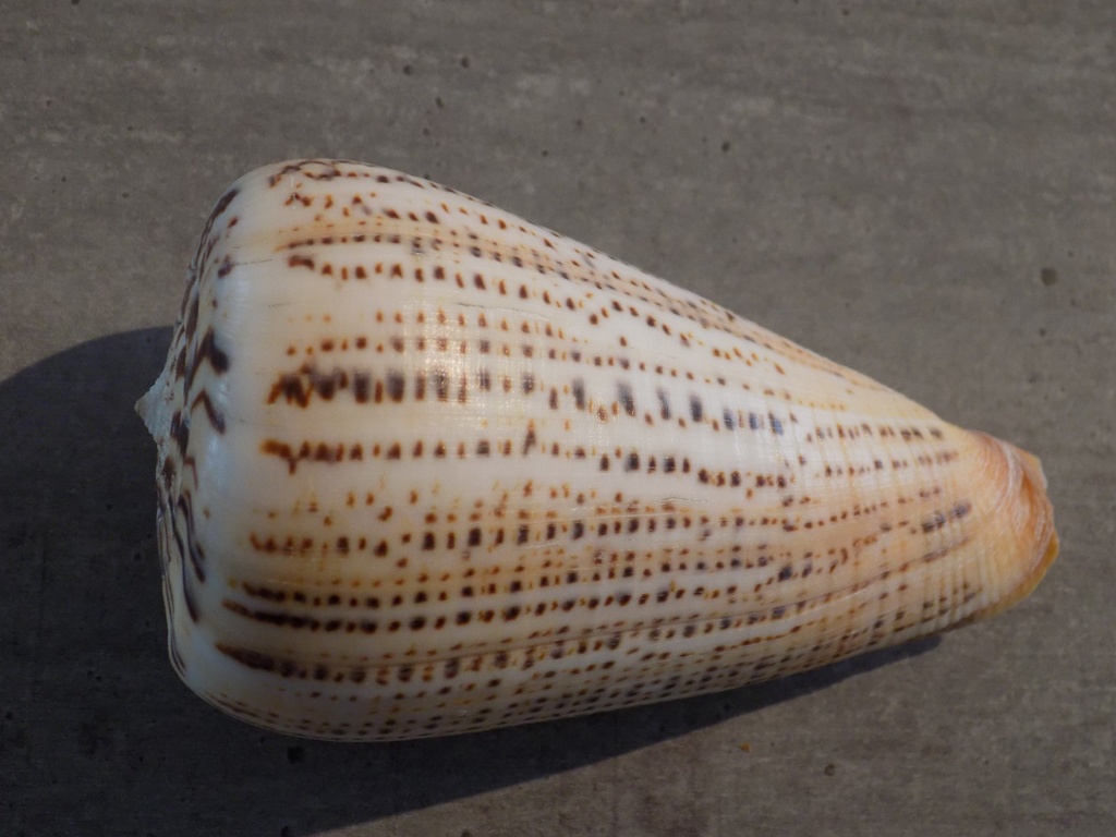 CONIDAE DENDROCONUS SURATENSIS