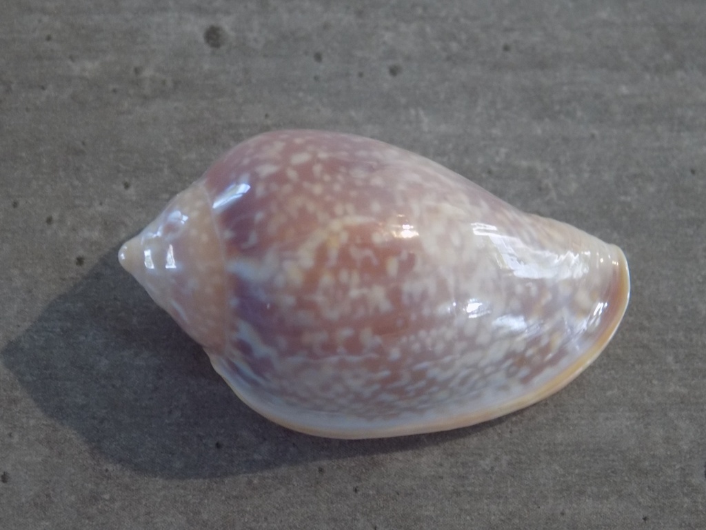 MARGINELLIDAE MARGINELLA GLABELLA