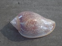 MARGINELLIDAE MARGINELLA GLABELLA