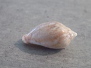 MARGINELLIDAE MARGINELLA PETITII