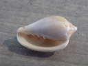 MARGINELLIDAE MARGINELLA PETITII