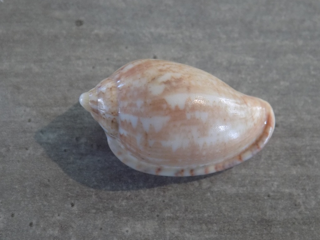 MARGINELLIDAE MARGINELLA PETITII