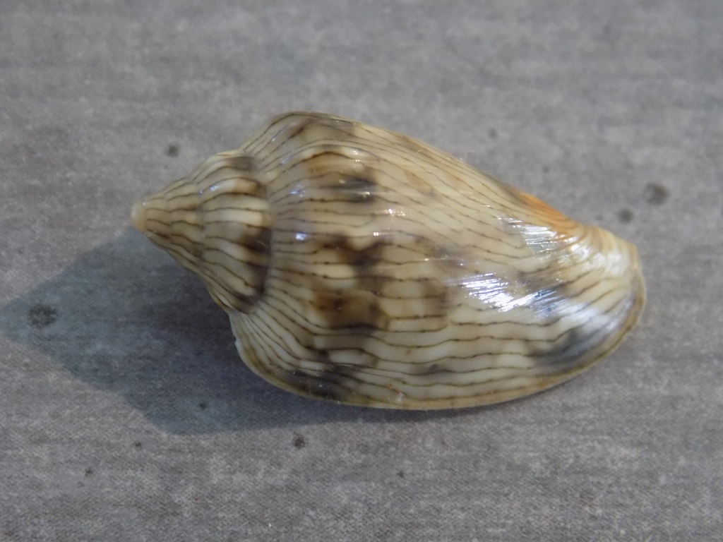 MARGINELLIDAE GLABELLA ADANSONI