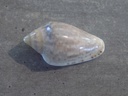 MARGINELLIDAE MARGINELLA ROSEA