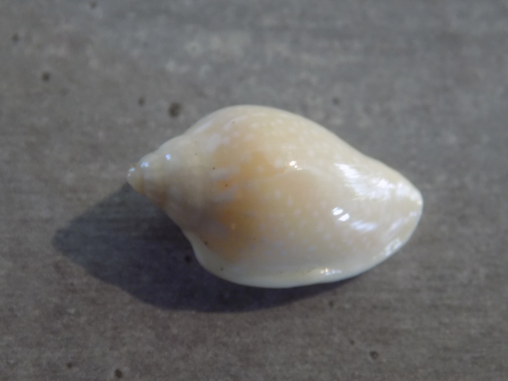 MARGINELLIDAE MARGINELLA IRRORATA