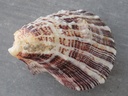 SPONDYLIDAE SPONDILUS SQUAMOSUS