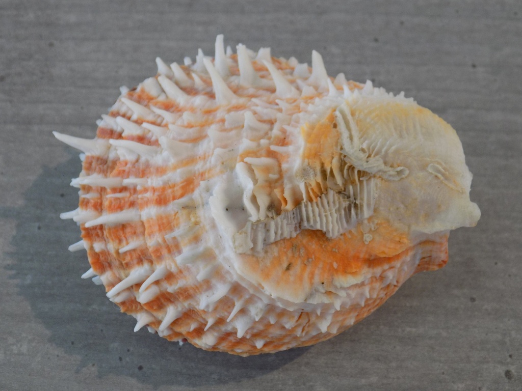 SPONDYLIDAE SPONDYLUS LAMARCKII