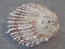 SPONDYLIDAE SPONDYLUS LAMARCKII