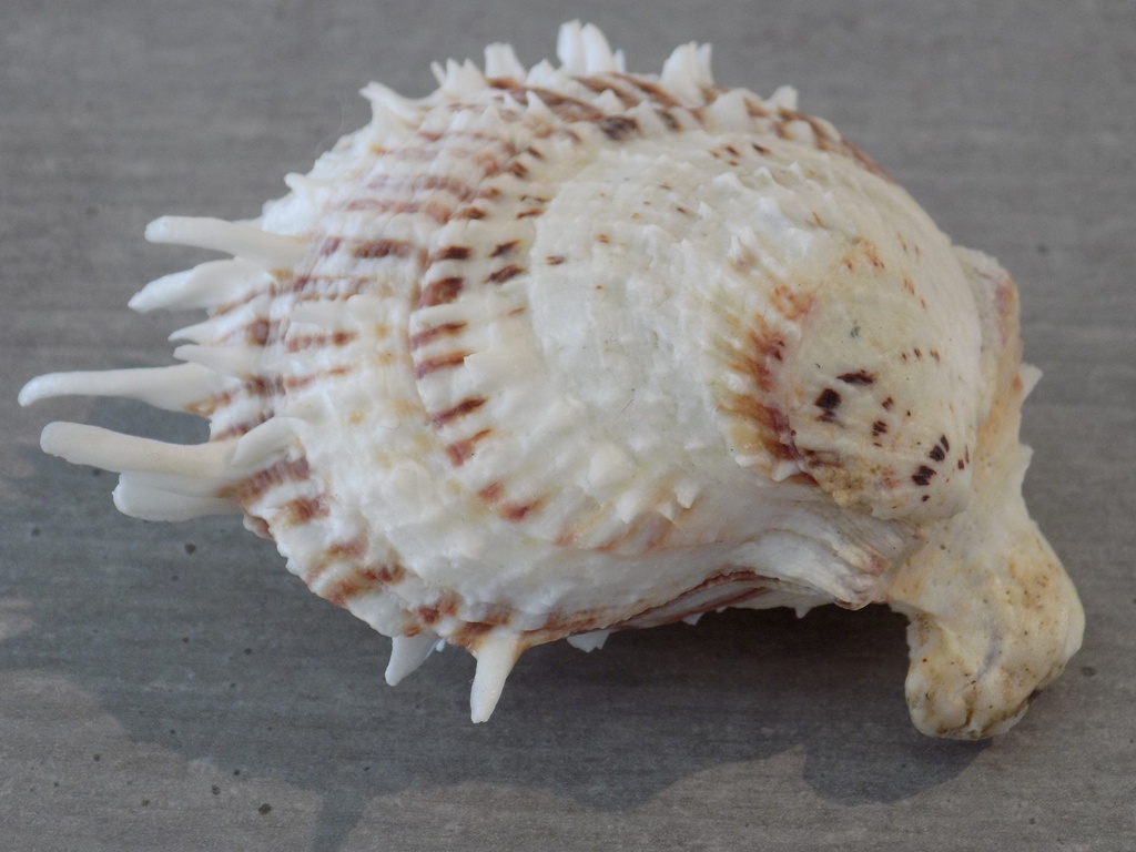 SPONDYLIDAE SPONDYLUS LAMARCKII