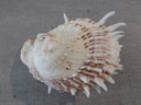 SPONDYLIDAE SPONDYLUS LAMARCKII