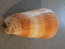 CONIDAE PIONOCONUS BARTHELEMYII