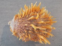 SPONDYLIDAE SPONDYLUS BUTLERI