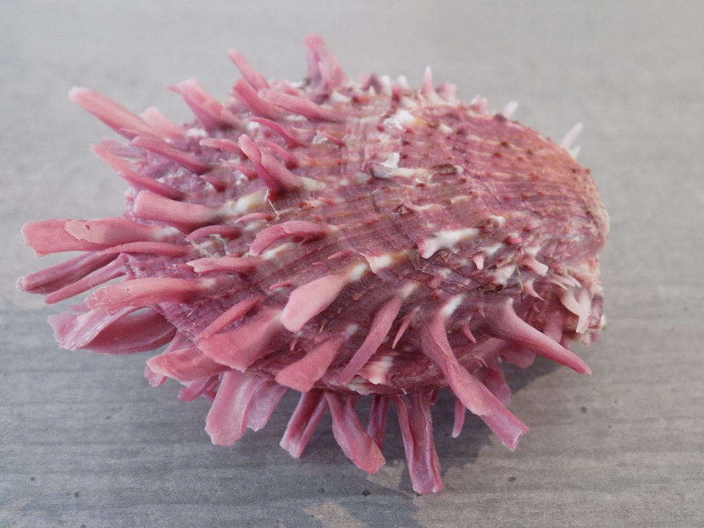 SPONDYLIDAE SPONDYLUS VIRGINEUS mauve