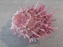 SPONDYLIDAE SPONDYLUS VIRGINEUS mauve