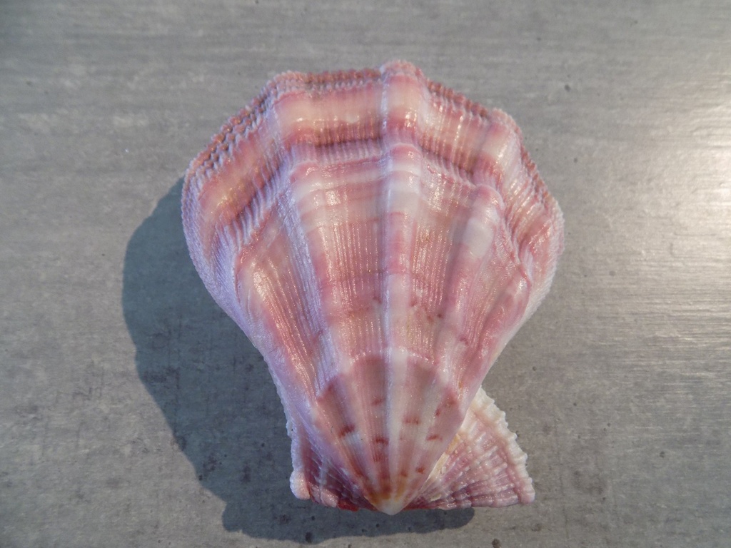 PECTINIDAE PECTEN SWIFTII