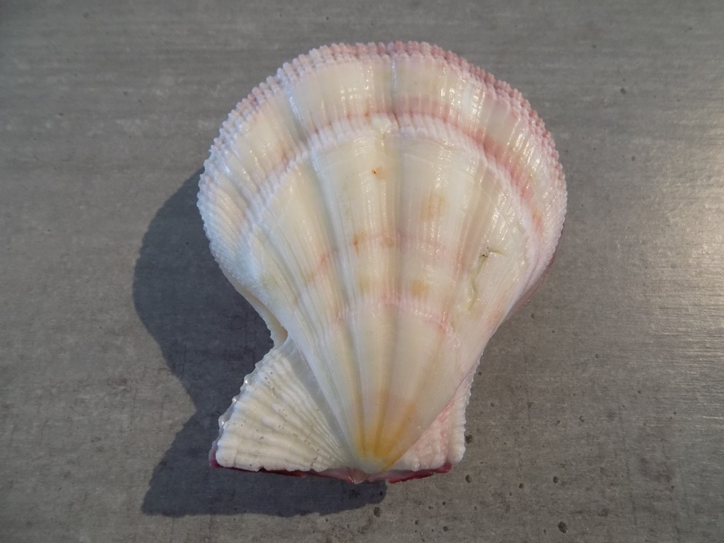 PECTINIDAE PECTEN SWIFTII