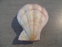 PECTINIDAE PECTEN SWIFTII