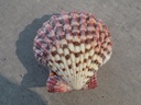 PECTINIDAE CRYPTOPECTEN PALLIUM