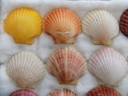 PECTINIDAE AEQUIPECTEN OPERCULARIS