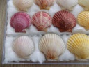 PECTINIDAE AEQUIPECTEN OPERCULARIS