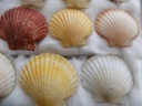 PECTINIDAE AEQUIPECTEN OPERCULARIS