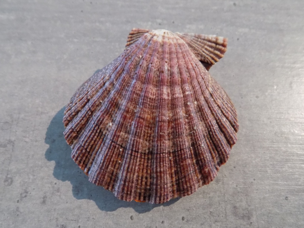 PECTINIDAE NODIPECTEN SUBNODOSUS