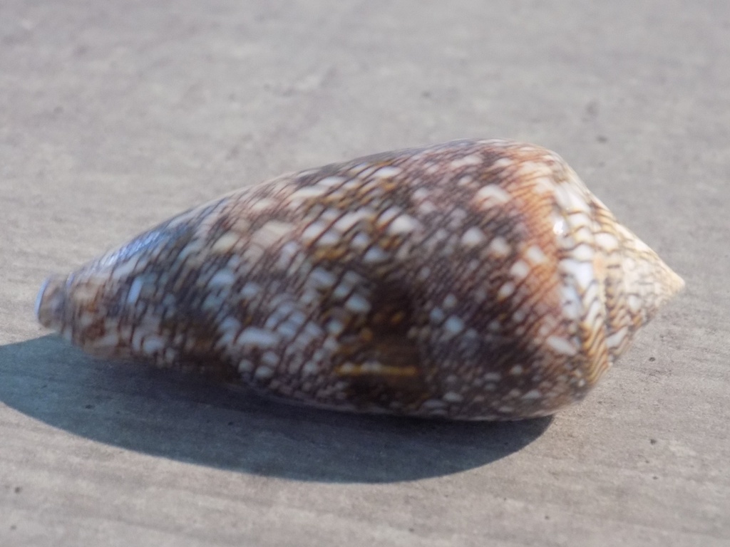 CONIDAE CYLINDER CANONICUS