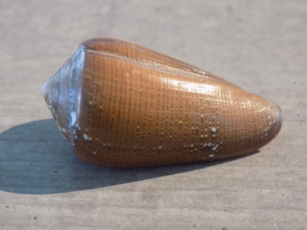 CONIDAE DARIOCONUS VEZOI